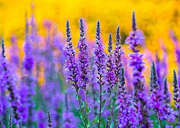 《哥特王朝》系列开发商Piranha Bytes已经倒闭